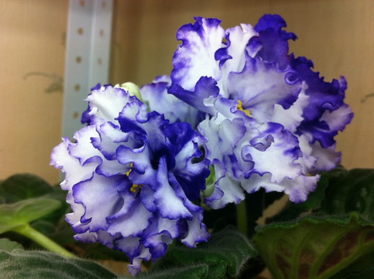 Необычное цветение Arctic Frost. Делюсь радостью.)))