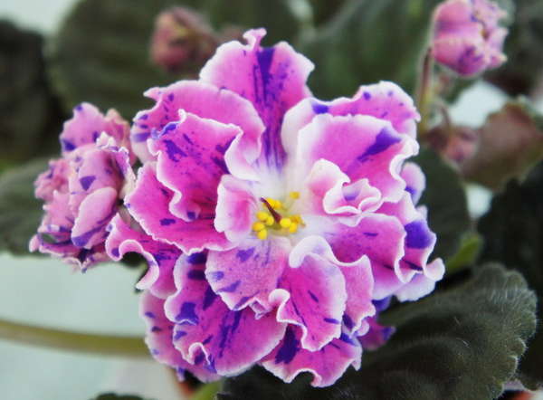 Девочки, заберите СРОЧНО!! СЕГОДНЯ детки и листики фиалок. Бабушкинская