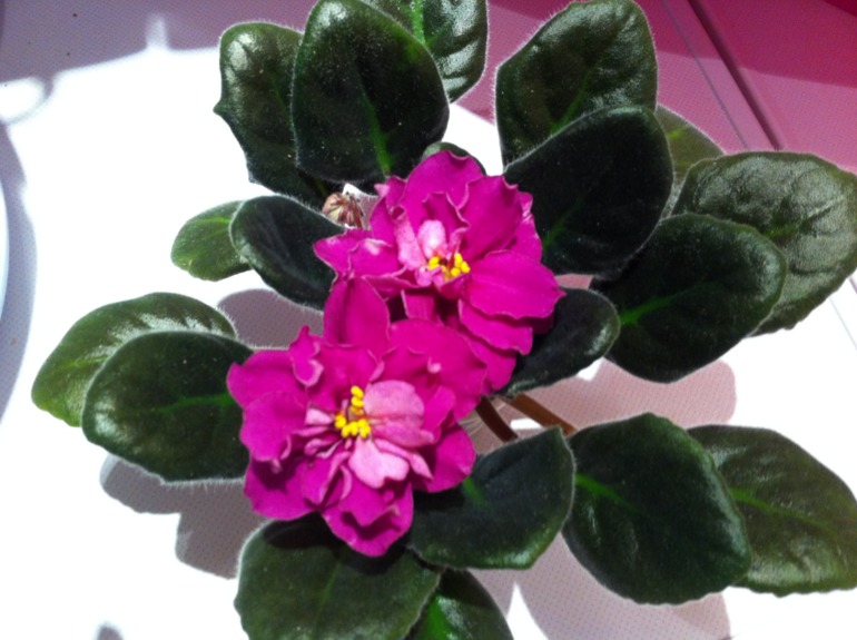 Цветут мои фиалочки.