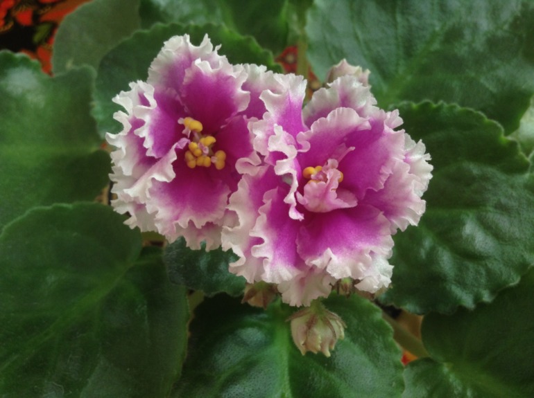 Цветут мои фиалочки.