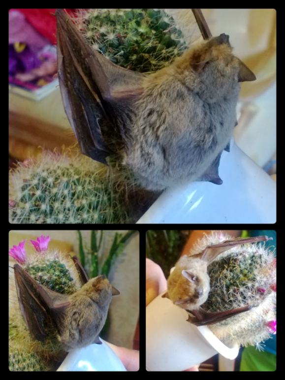 Не только цветёт все лето,