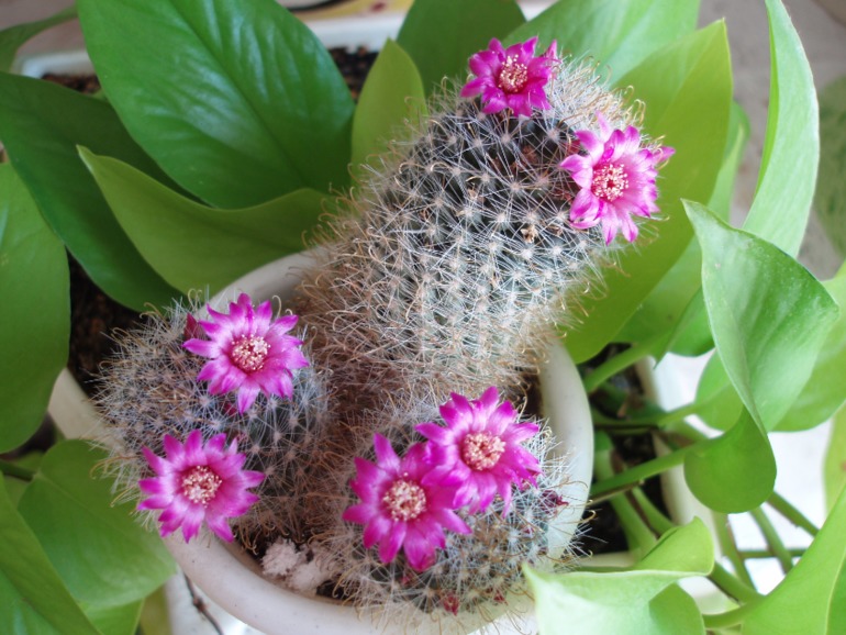 Не только цветёт все лето,