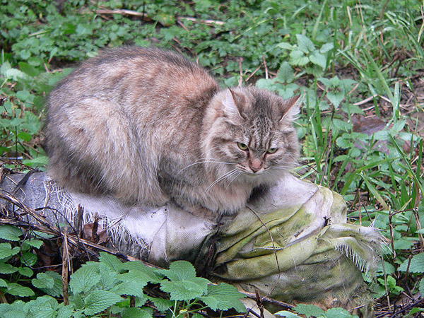 На прогулке (фото)