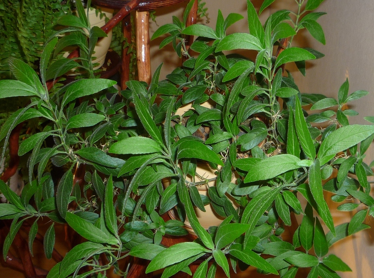 Скажите,как его зовут?