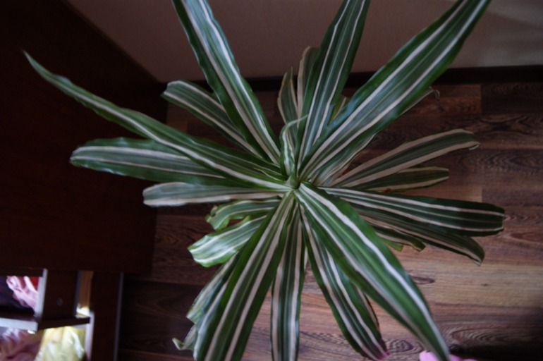 Мои любимки))