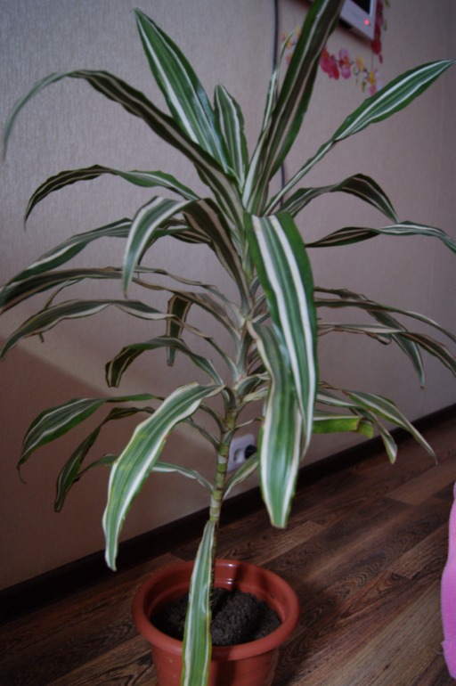 Мои любимки))