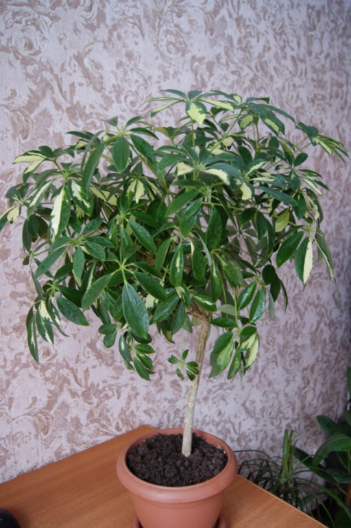 Мои любимки))