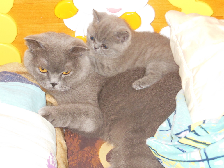 Наши девочки ))