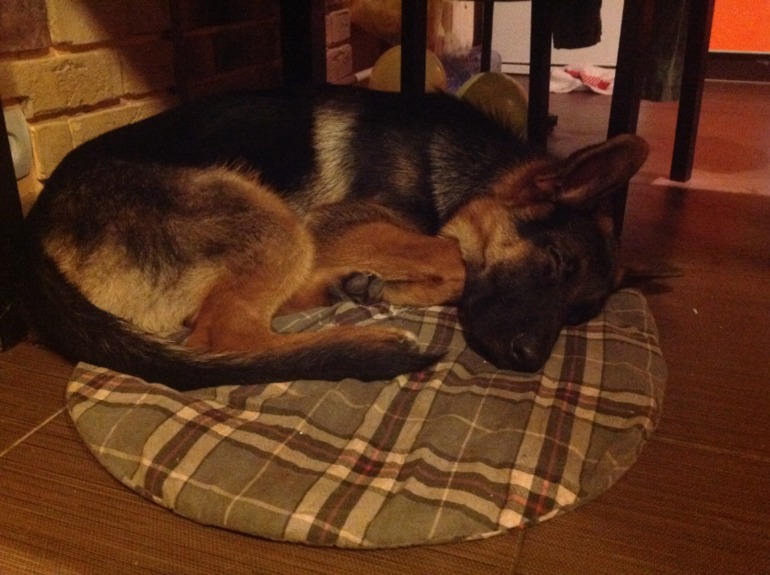 Собакину скоро 7 месяцев)))