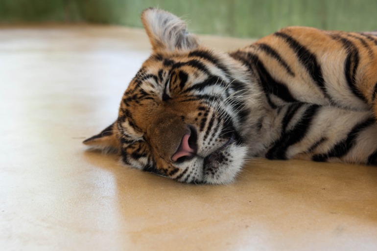 Парк Тигров на Пхукете «Tiger Kingdom»