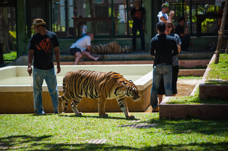 Парк Тигров на Пхукете «Tiger Kingdom»