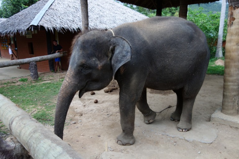 Москва-Бангкок-Пхукет-Самуи-Пхукет-Бангкок-Москва (много фото)