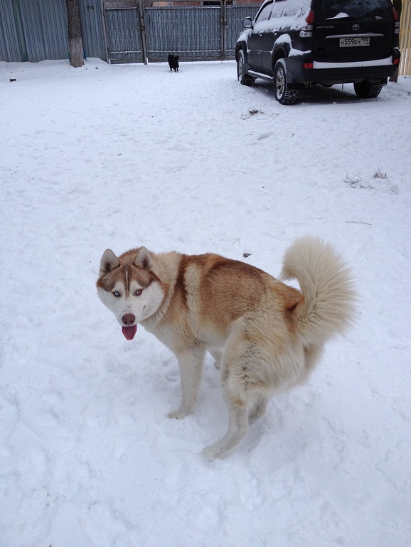 Кутенька Умка