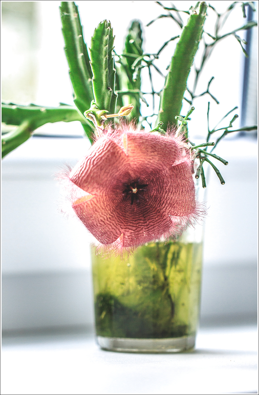 несколько фотографий