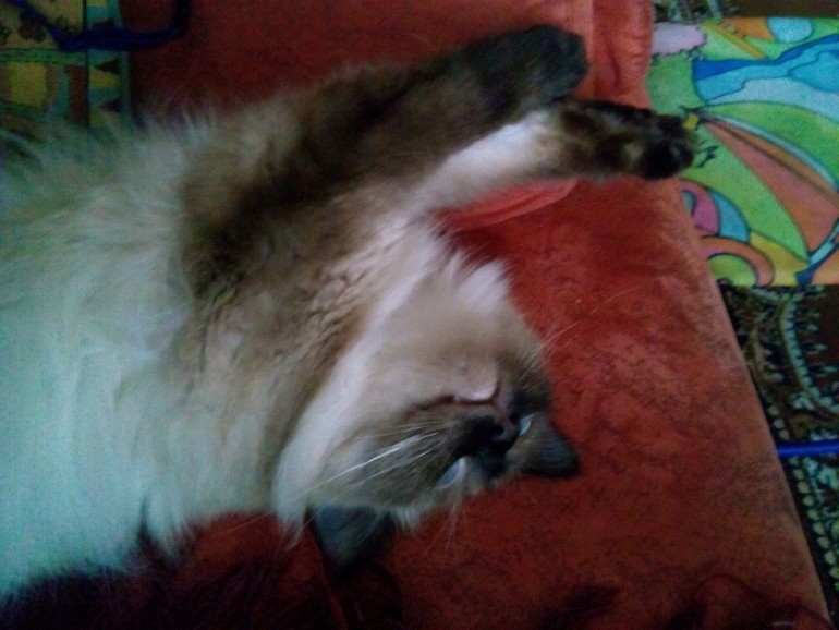 У нас в Тольятти есть приют