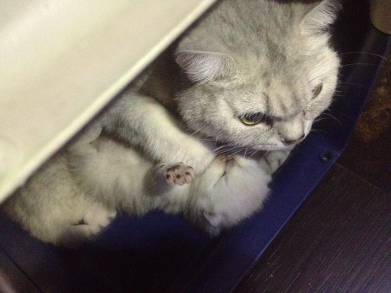 Наше потомство) 12 дней. Скоттиши.