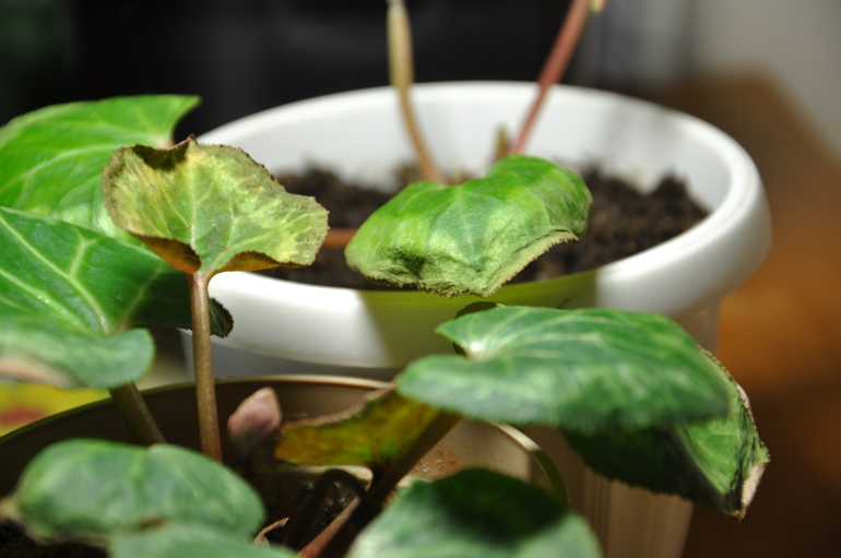 Цикламены - что с ними?