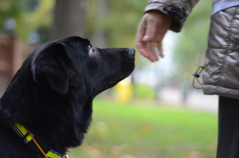 Выставка-ярмарка брошенных животных в парке им.Горького