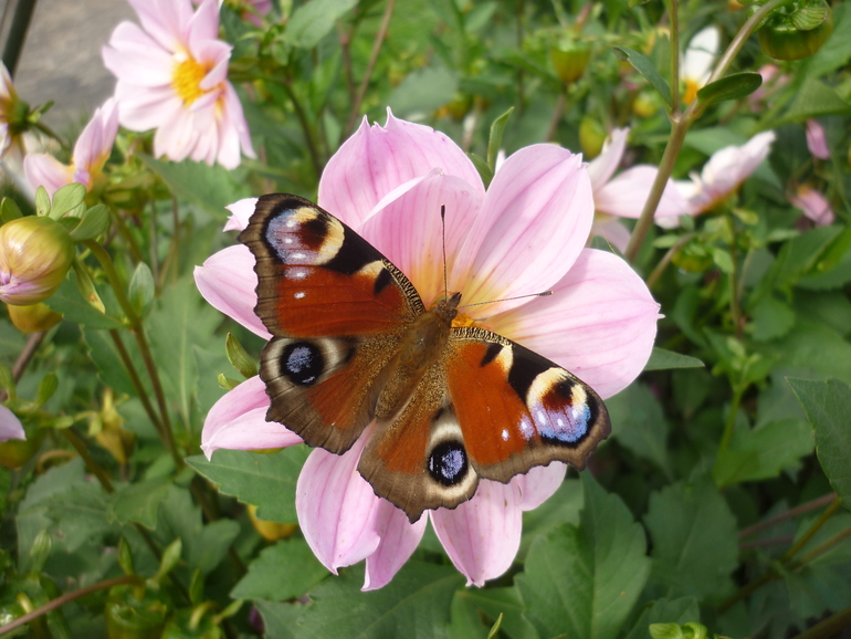 Вот так бабочка украсила цветок