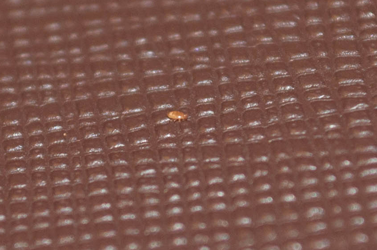 Что за насекомое? (Фото прилагаются)