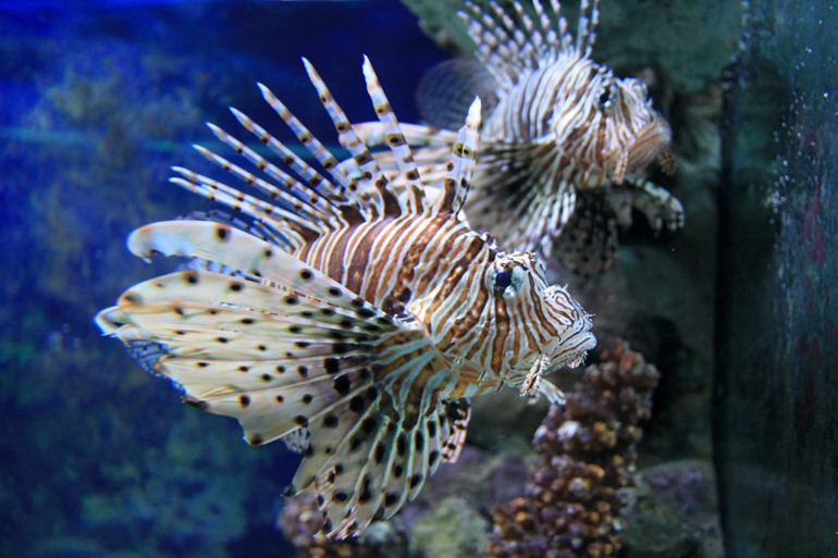 Океанариум в Москве