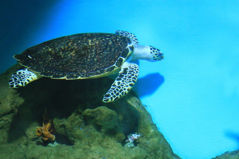 Океанариум в Москве