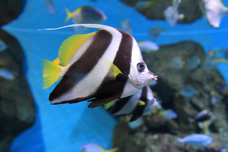 Океанариум в Москве