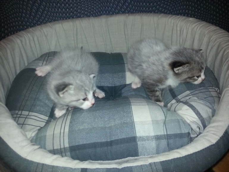Котенок
