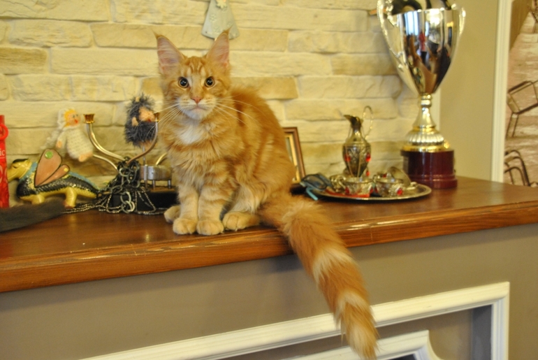 Выбираем победителя!!!