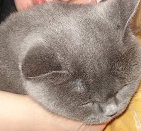 Моя кошка, мой Друг - умерла вчера!