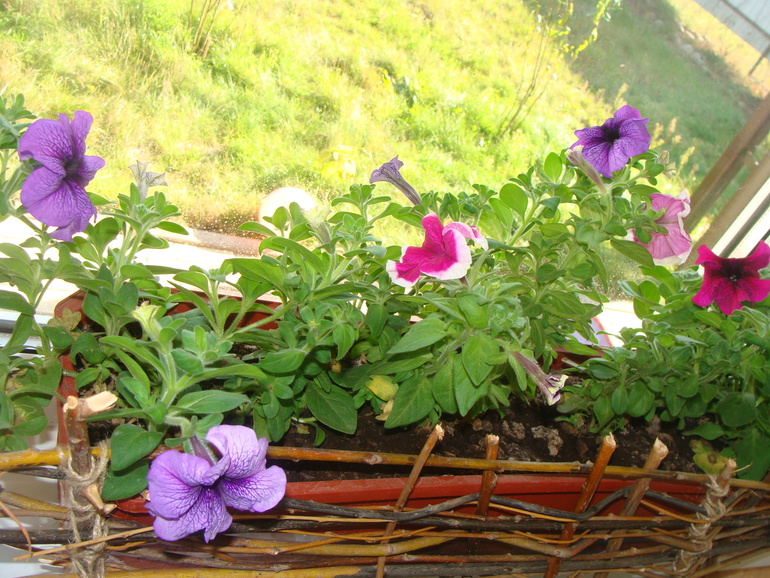 На улице осень, а у нас в квартире ВЕСНА!:)