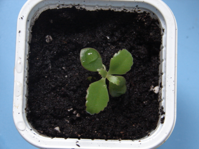 цветы ищут дом