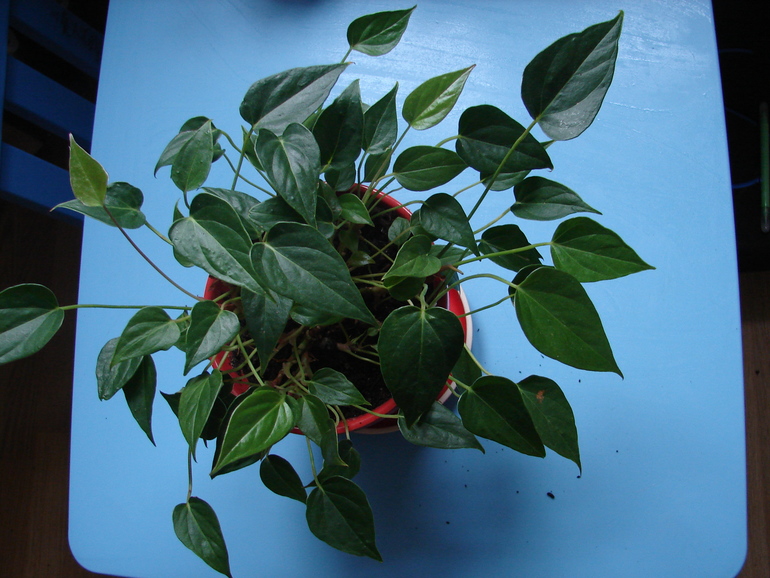 цветы ищут дом