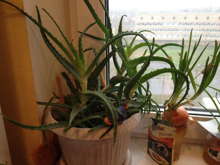 И я покажу свои цветики)))