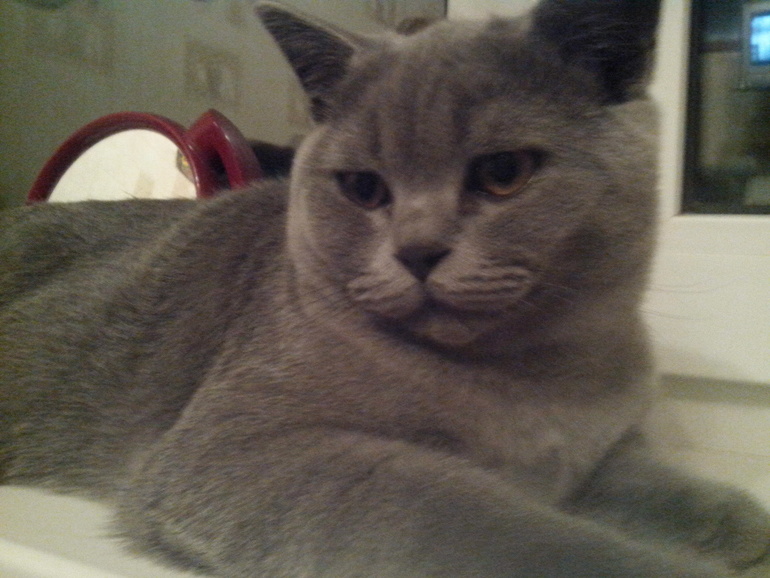 Мой котейка!!!!!