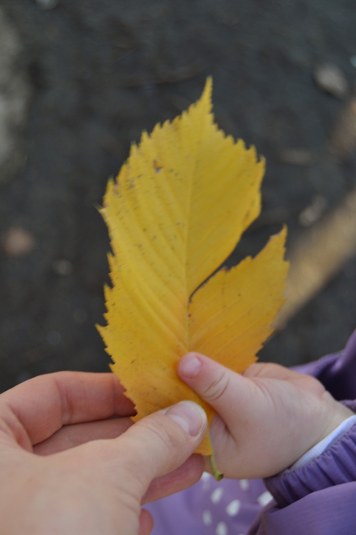 Наша запоздалая Осень!!!