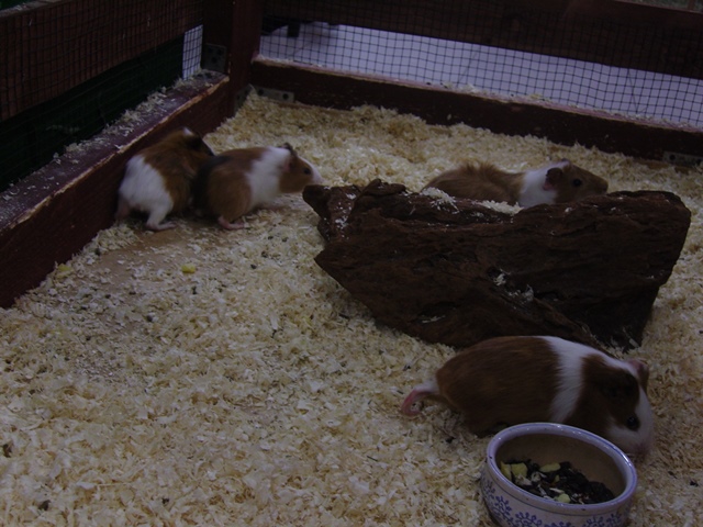 Контактный зоопарк 