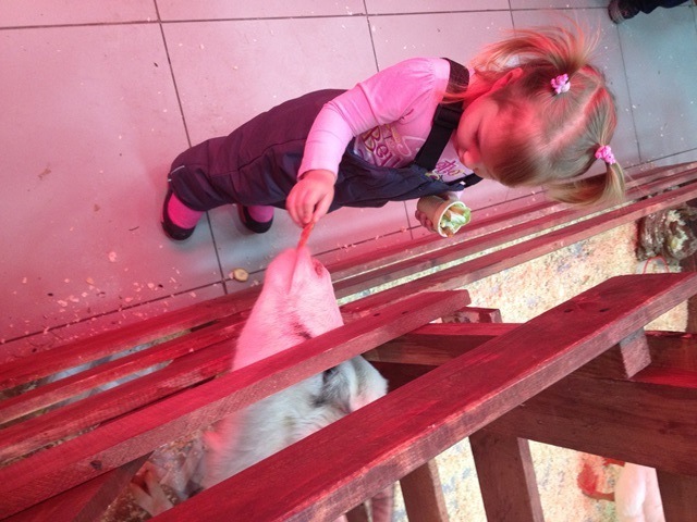 Контактный зоопарк 