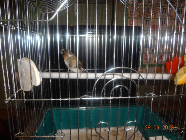 НАШ НОВЫЙ ПИТОМЕЦ.