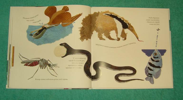 Про хвосты,носы и уши.Интересные факты.