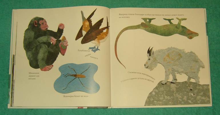 Про хвосты,носы и уши.Интересные факты.