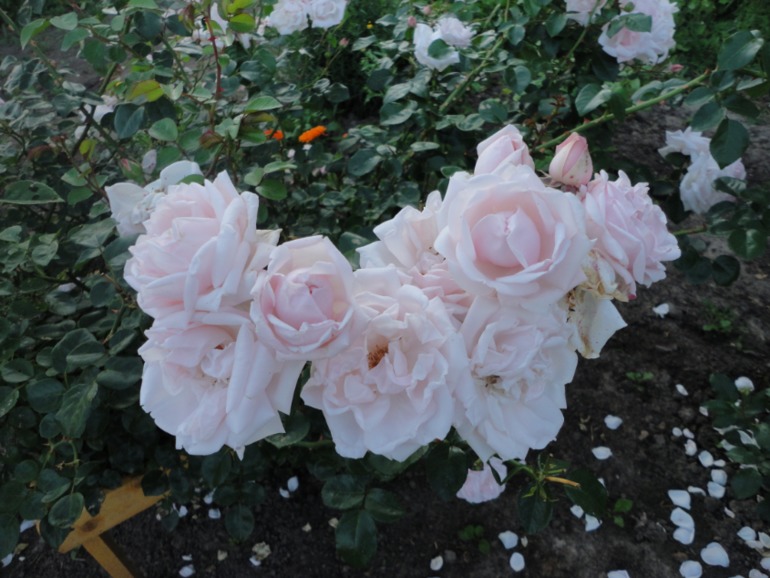 Похвастушки))))) Было и стало!