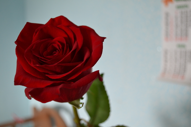 Контрольное задание № 10. Использование быстрой и обтравочной масок