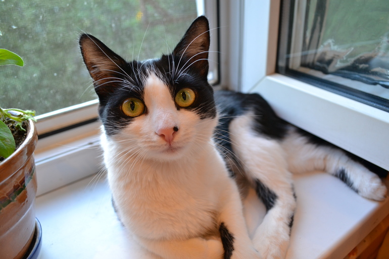 Кошка все время хочет кушать...