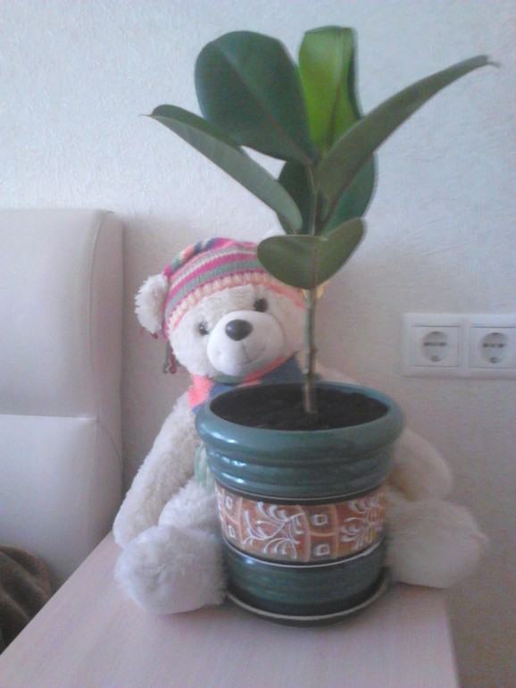 Мой новый фикусёнок!