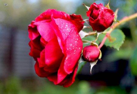 Заливное из листьев и прочая осень...