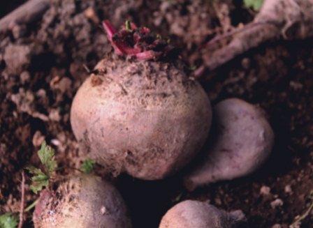 Заливное из листьев и прочая осень...