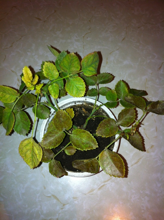 Цветочки болеют.