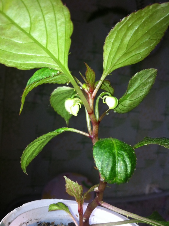 Цветочки болеют.