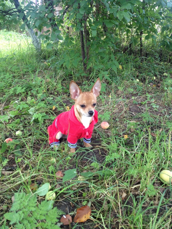 Наш ушастик)))